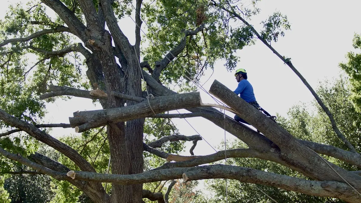Professional Hazardous Tree Removal performed by certified arborists in Redwood