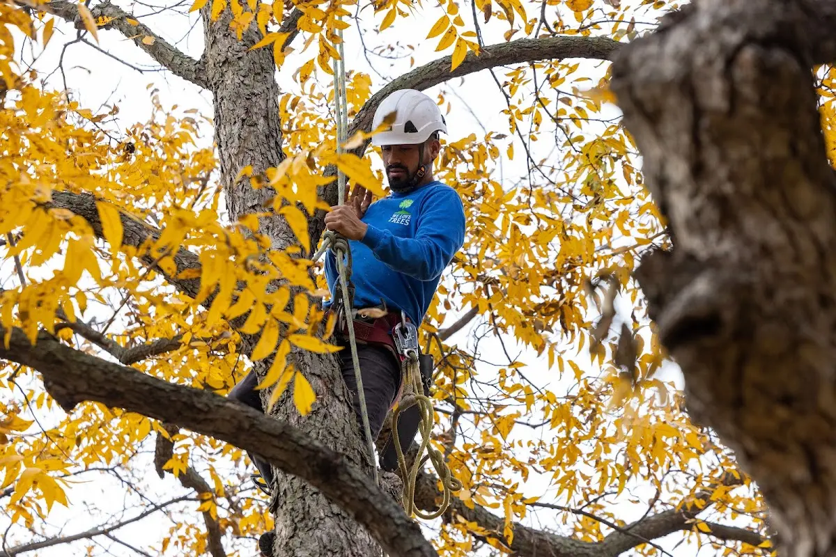 Skilled Tree Trimming crew working in Redwood