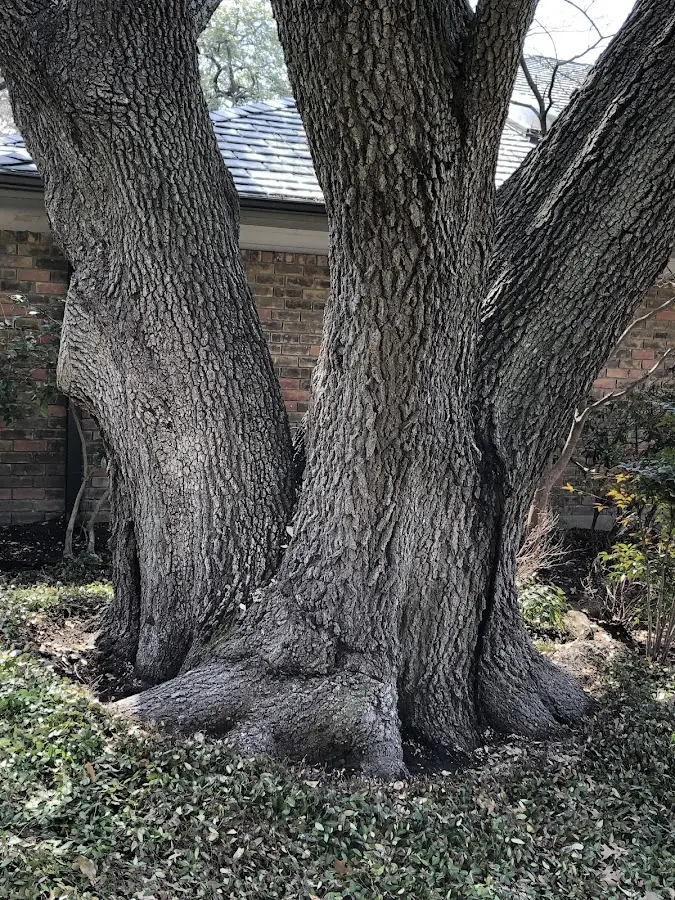 Mature heritage tree close to a Redwood property cared for by certified arborists