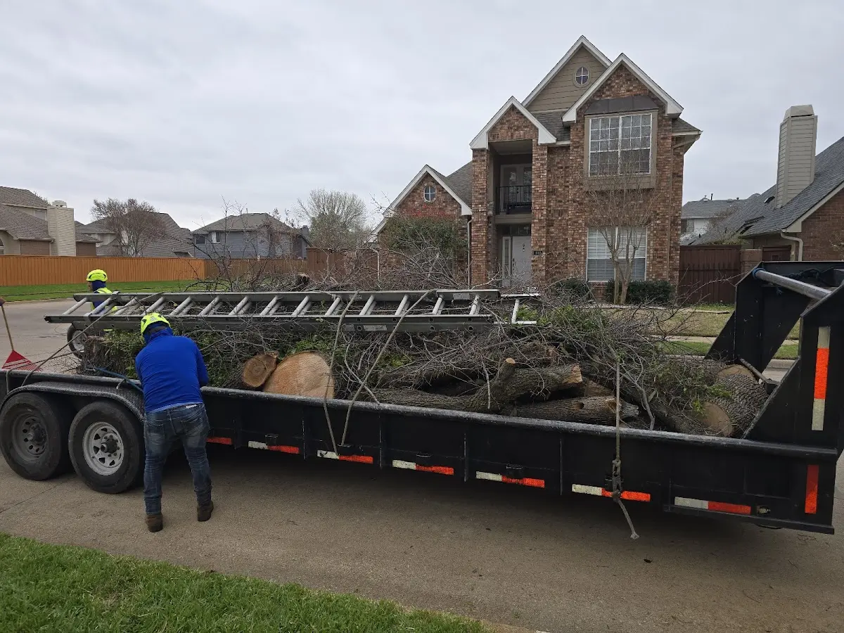 Expert Tree Removal with proper safety equipment in Redwood